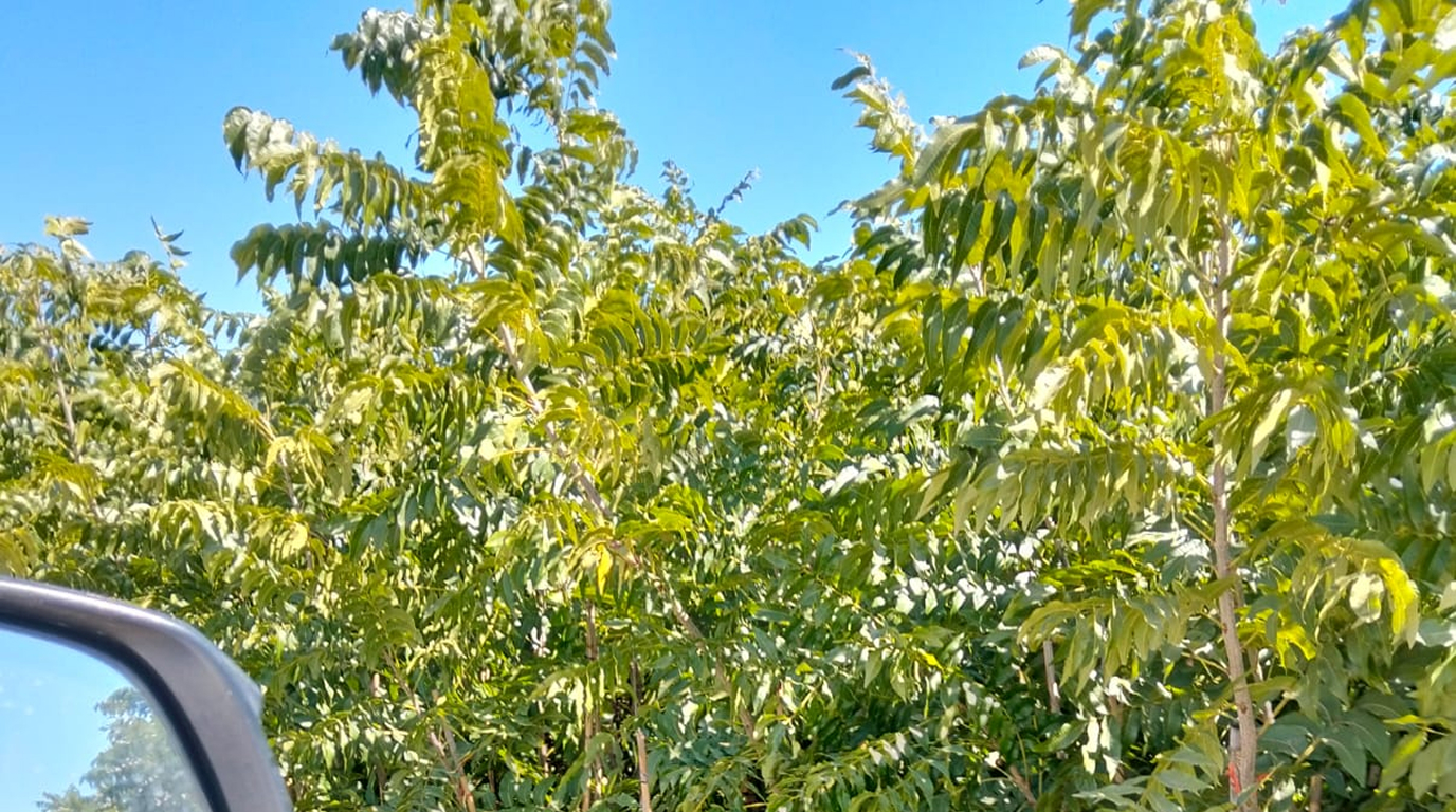 Close-up of leafy young pecan tree branches against a clear blue sky, viewed from a vehicle window.