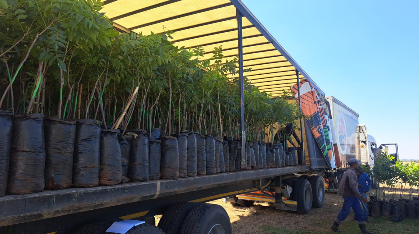 Potted pecan trees loaded onto a flatbed truck for delivery, with workers unloading saplings beside the trailer.